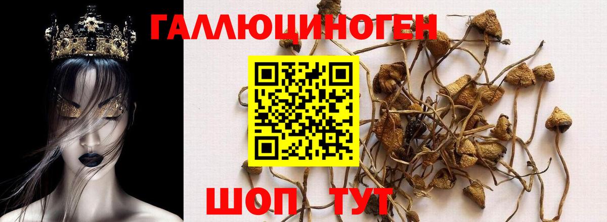 магазин продажи наркотиков  Вход с VPN  Галлюциногенные грибы прущие грибы  Нурлат  Галлюциногенные грибы Psilocybe 